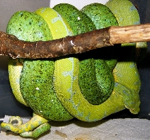 Maxwell Pepper X Sarong mating