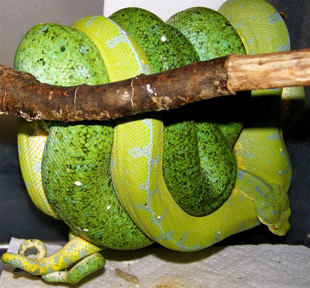 Maxwell Pepper X Sarong mating
