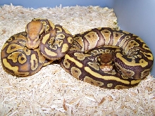 Pastel caramel ball and caramel ball