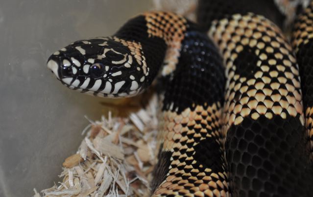 S. GA king