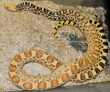 Male Stillwater Hypo Bullsnake