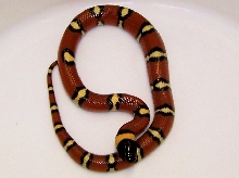 Annulata hatchling 1