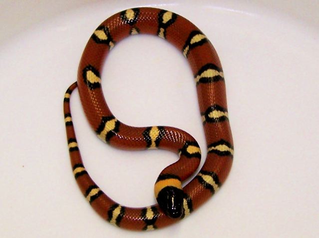 Annulata hatchling 1