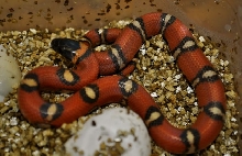 Tangerine spotted annulata