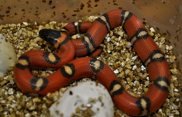 Tangerine spotted annulata