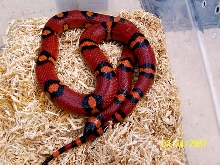 Adult Spotted annulata male
