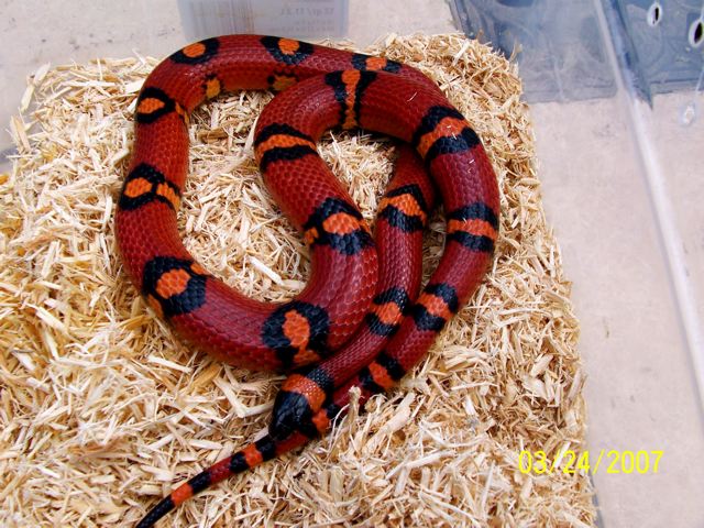 Adult Spotted annulata male