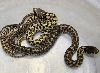 Hypo and normal marcianus
