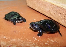 Day-old spotted turtles