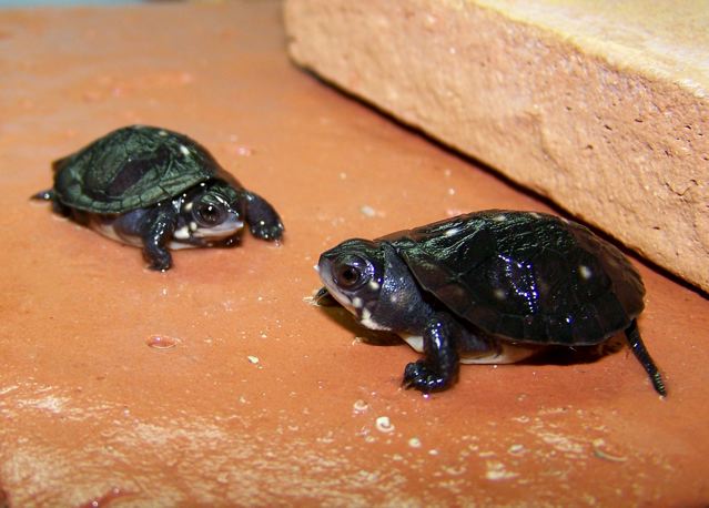 Day-old spotted turtles