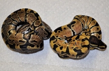 weird hatchling ball