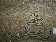 Black Gap suboc