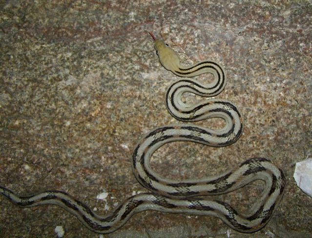 Black Gap suboc