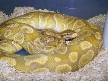 Caramel pastel