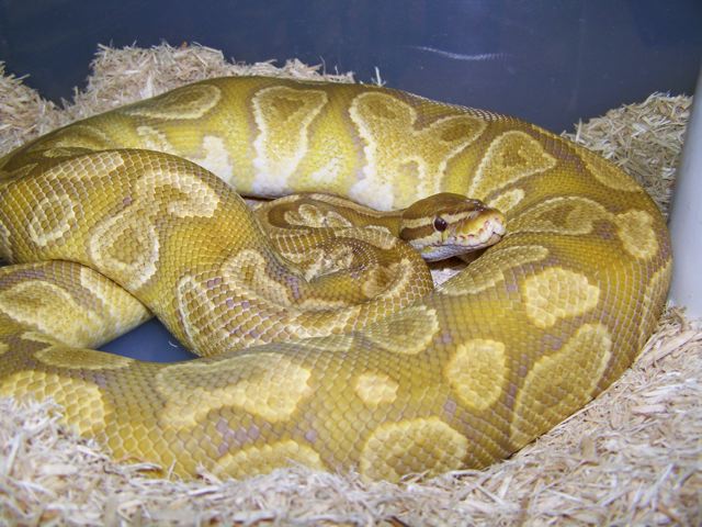 Caramel pastel