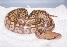 pastel caramel albino ball