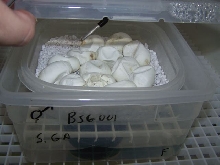 Chondro eggs