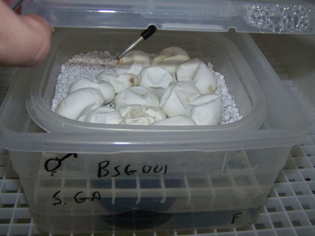 Chondro eggs