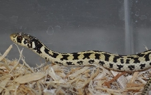 super hypo checkered garter
