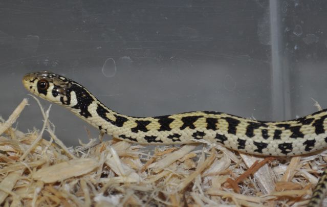 super hypo checkered garter