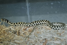 super hypo checkered garter 2