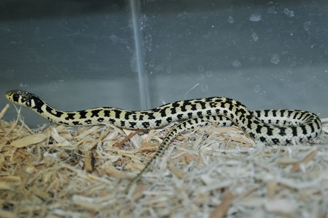 super hypo checkered garter 2