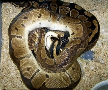 clown copulating