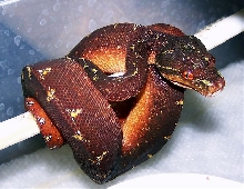 Dark Wamena X Aru