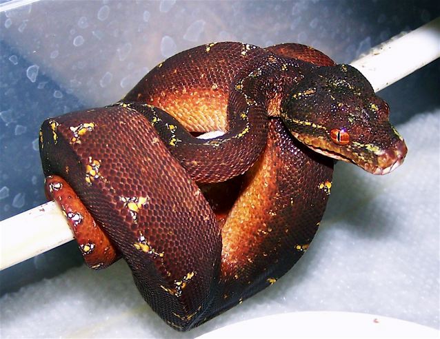 Dark Wamena X Aru