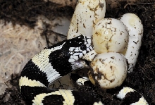 egg eater!