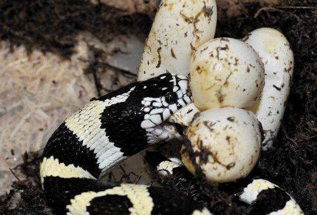egg eater!