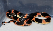 Female S. GA getula