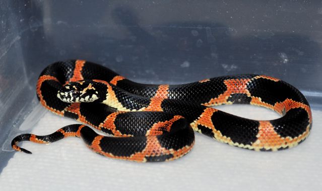 Female S. GA getula