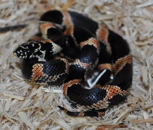 Male S. GA getula