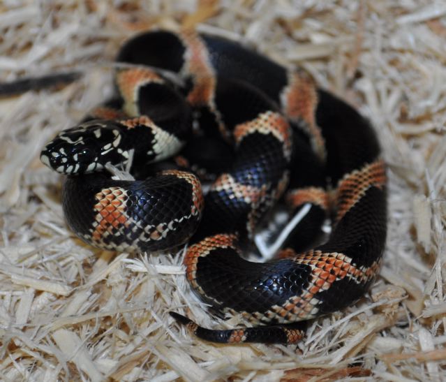 Male S. GA getula