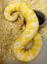 male lav albino