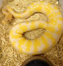 female lav albino