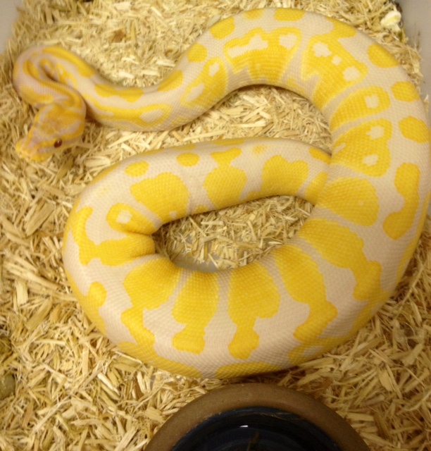 female lav albino