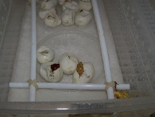 Chondros hatching