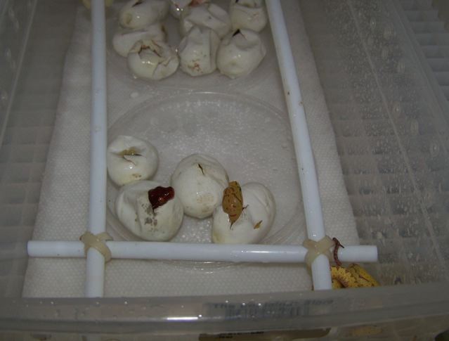 Chondros hatching
