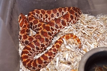 Holdback2010red hognose