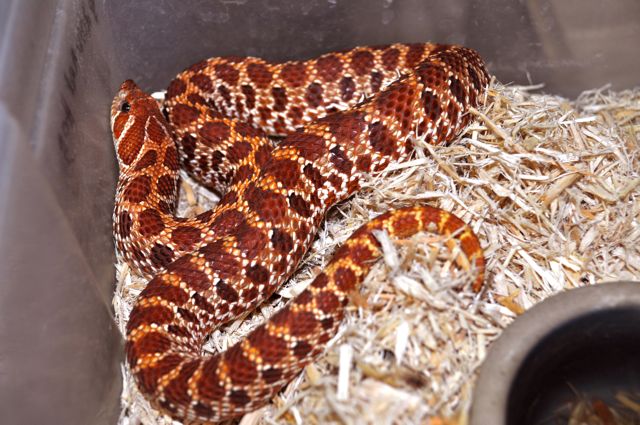 Holdback2010red hognose