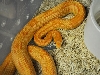 Hypo motley corn