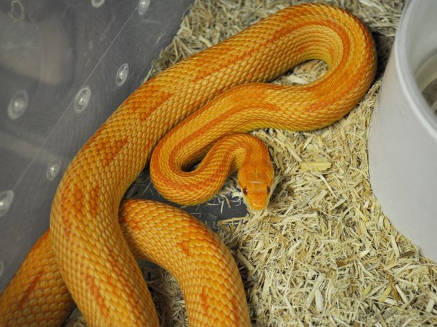 Hypo motley corn