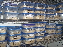 incubation room