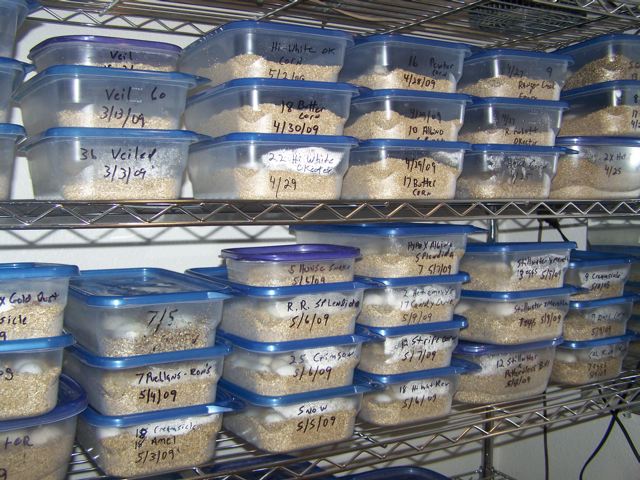 incubation room