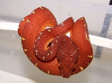 juvenile Wamena X Aru type