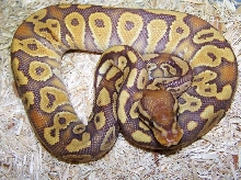 juvenile pastel caramel
