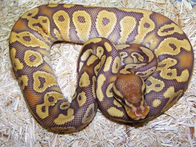 juvenile pastel caramel