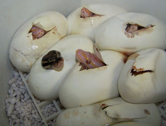Lav albino ball clutch